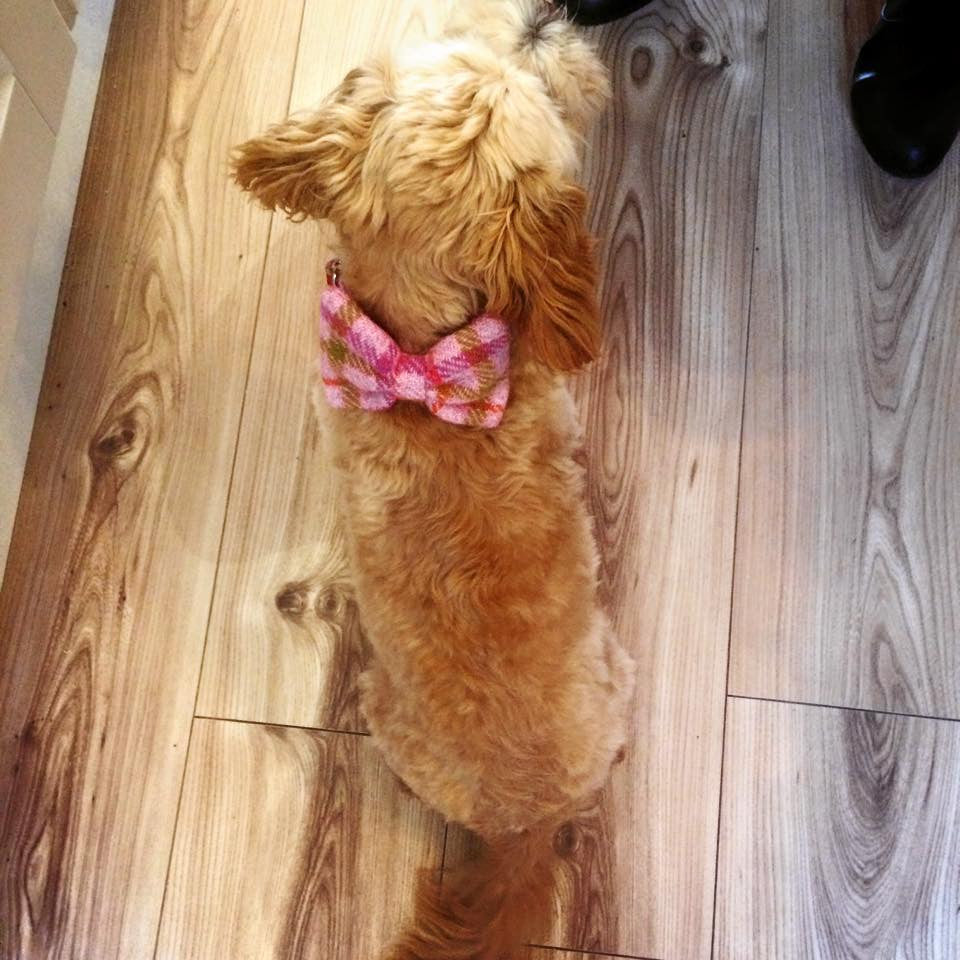 (Isla) Harris Tweed Bow Tie Dog Collar & Lead Set - Baby Pink Check - BOWZOS