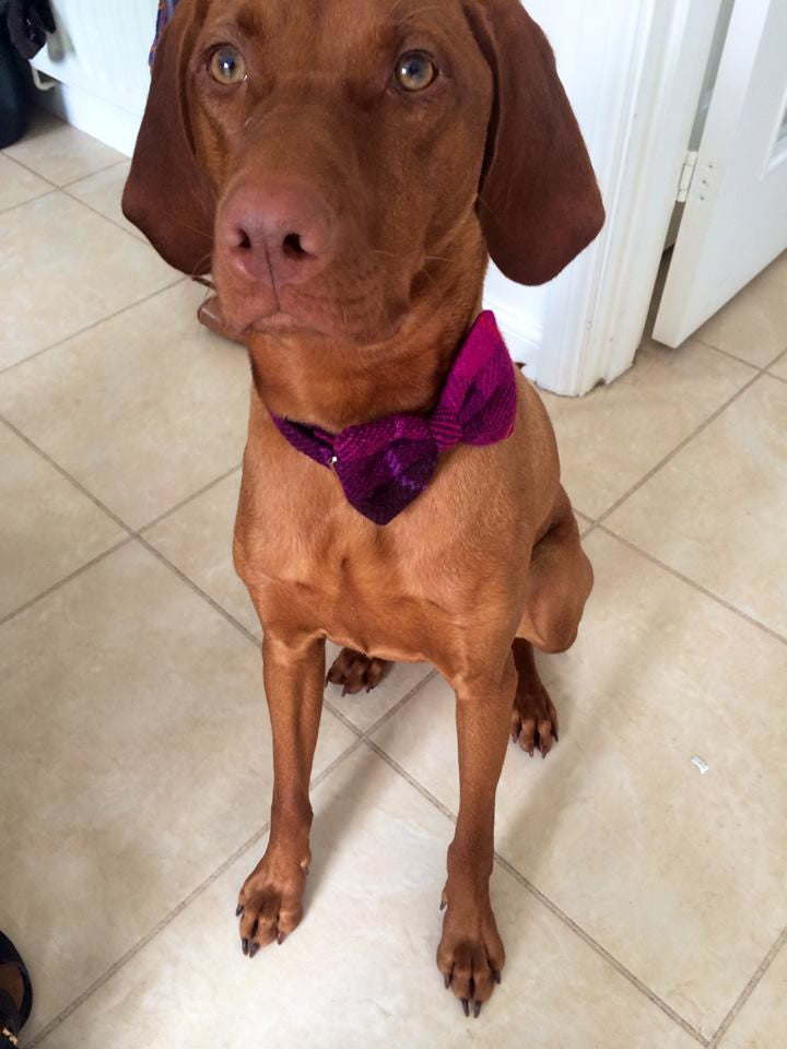 (Mull) Harris Tweed Bow Tie Dog Collar & Lead Set - Fuschia Purple Check - BOWZOS