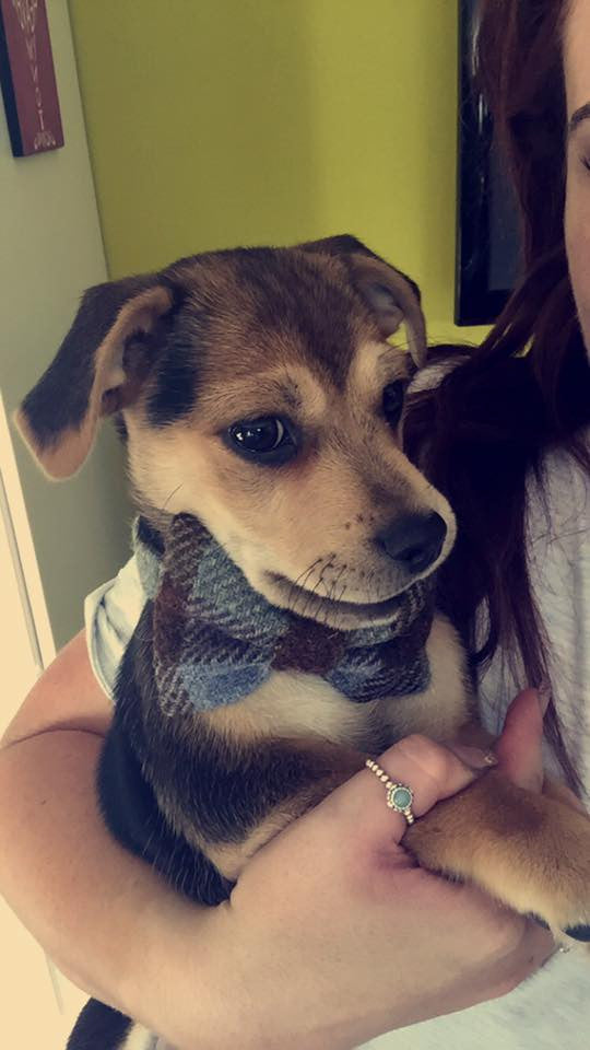 Girl with dog sales collar