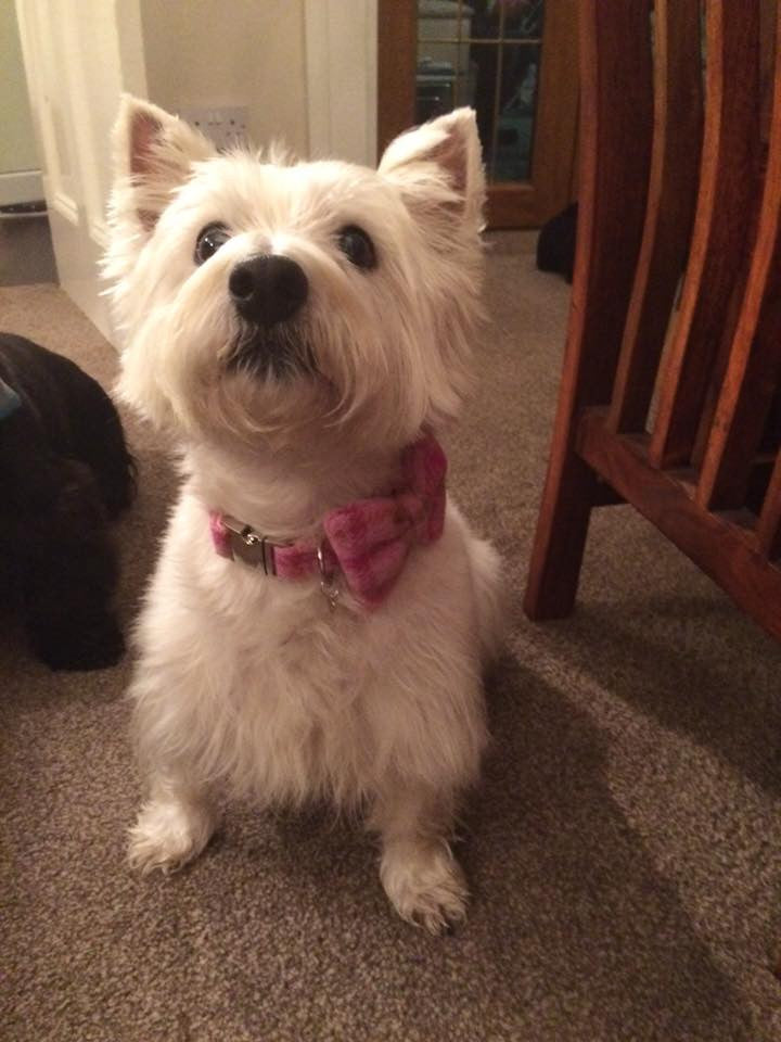 (Isla) Harris Tweed Bow Tie Dog Collar & Lead Set - Baby Pink Check - BOWZOS
