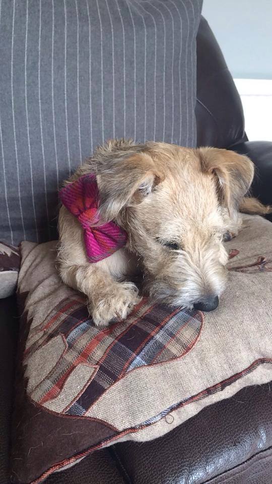 (Iona) Harris Tweed Bow Tie Dog Collar - Cerise Pink Check - BOWZOS