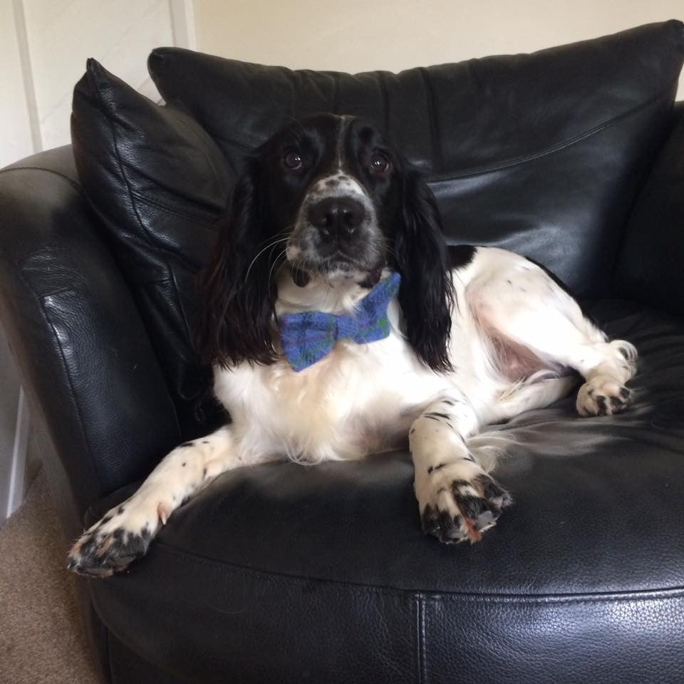 (Lewis) Harris Tweed Bow Tie Dog Collar - Blue Check - BOWZOS