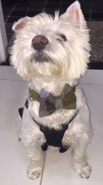 ( MacLeod Tartan) Harris Tweed Bow Tie Dog Collar & Lead Set - MacLeod Tartan - BOWZOS
