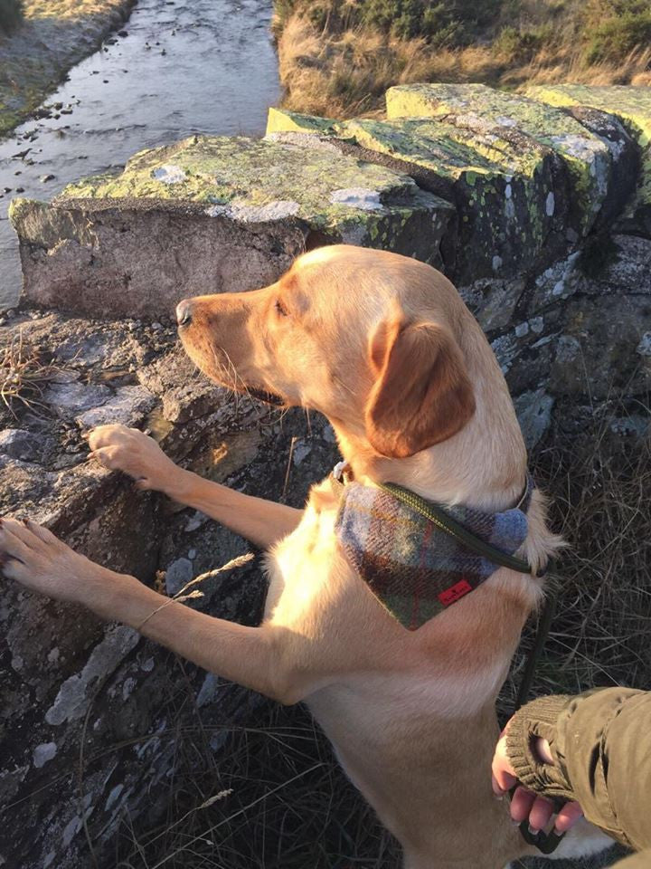 (MacLeod Tartan) Bowzos Harris Tweed Bandana - BOWZOS