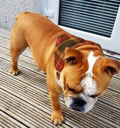 (Stornoway) Bowzos Harris Tweed Bandana - Chestnut & Mustard Check - BOWZOS