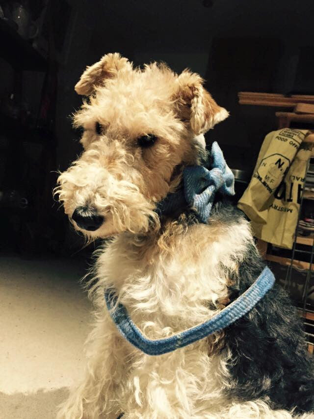 (Edinburgh) Harris Tweed Bow Tie Dog Collar - Baby Blue Check - BOWZOS