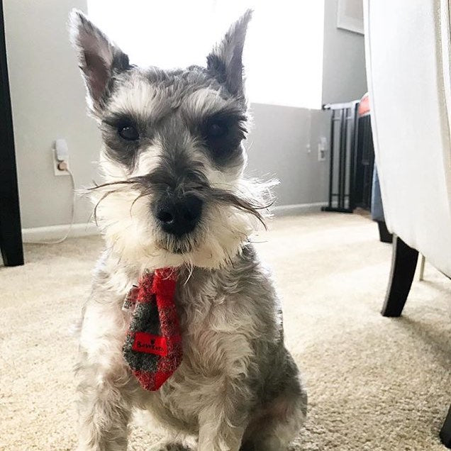 (Brodie) Bowzos Harris Tweed Dog Tie - Red/Grey Check - BOWZOS