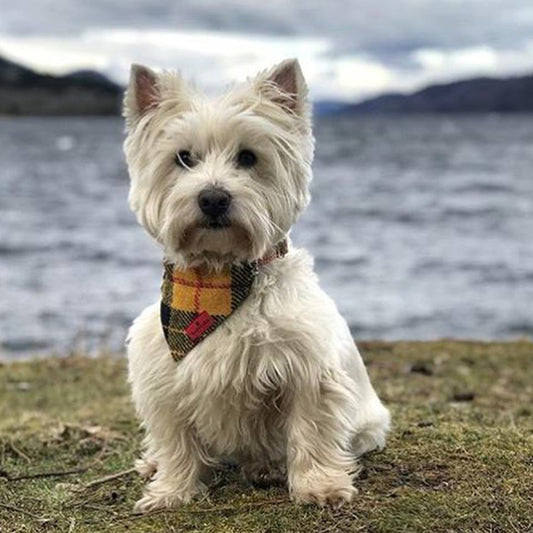 (MacLeod Modern Dress Tartan) Bowzos Harris Tweed Bandana - BOWZOS