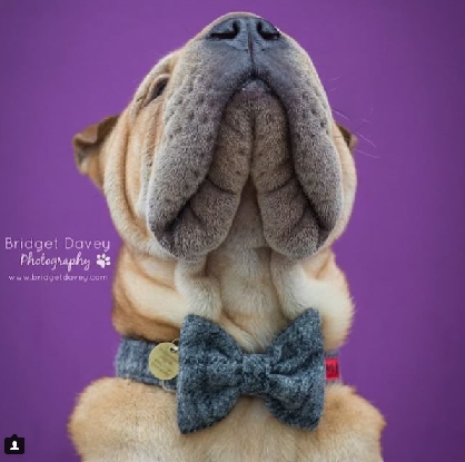 (Greyfriars) Harris Tweed Bow Tie Dog Collar - Greyfriars - BOWZOS