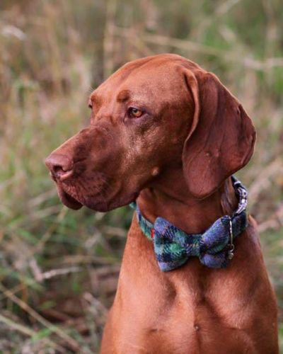 (Grass Green) Harris Tweed Bow Tie Dog Collar - Grass Green Check - BOWZOS