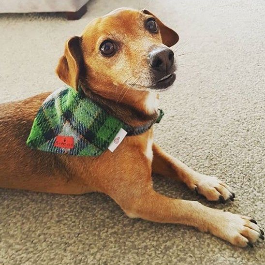 (Grass Green) Bowzos Harris Tweed Bandana - Green Check - BOWZOS