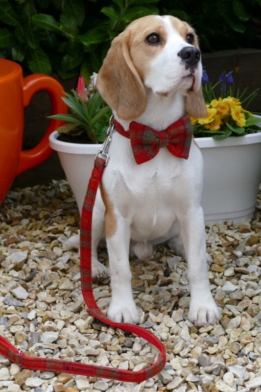 (Arran) Harris Tweed Bow Tie Dog Collar & Lead Set - Orange Check - BOWZOS