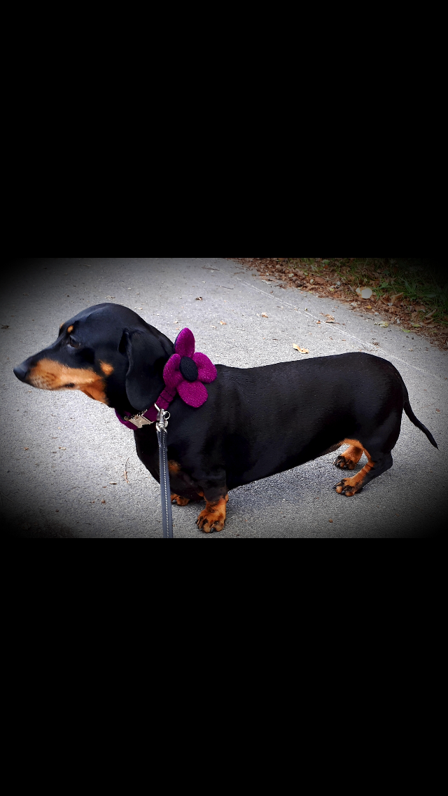 (Caledonian) Harris Tweed Flower Dog Collar & Lead Set - Dark Purple - BOWZOS