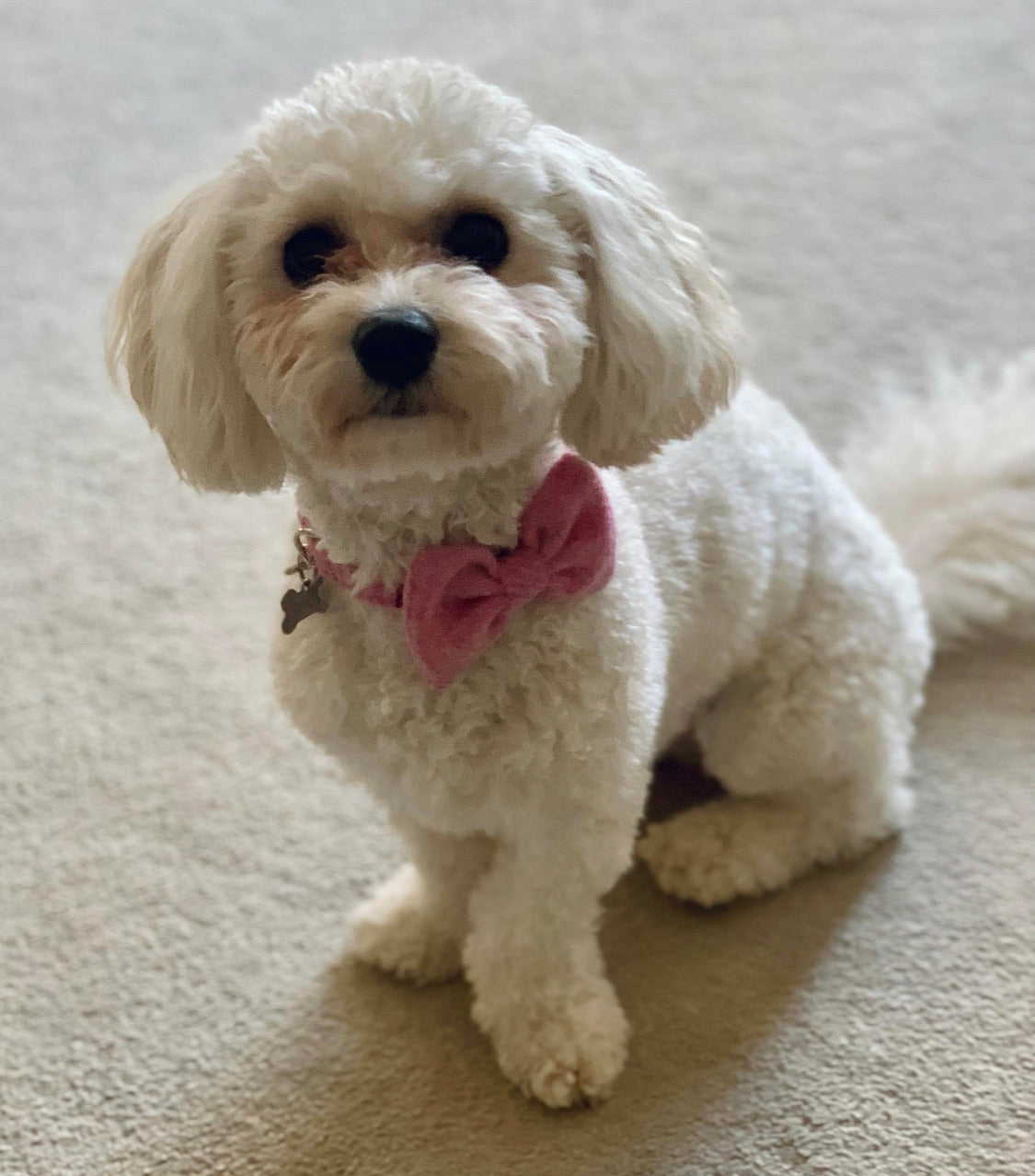 (Rose) Harris Tweed® Bow Tie Dog Collar - Rose Pink