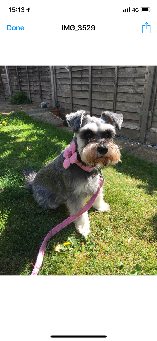 (Rose) Harris Tweed Flower Dog Collar & Lead Set - Baby Pink - BOWZOS