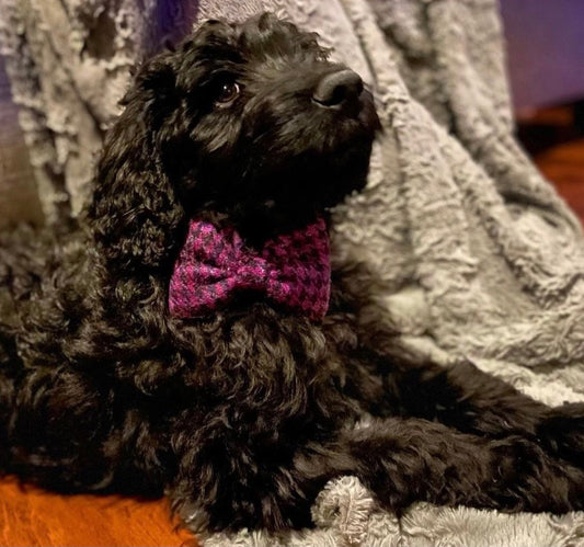 (Hetty) Houndstooth Harris Tweed® Bow Tie Dog Collar