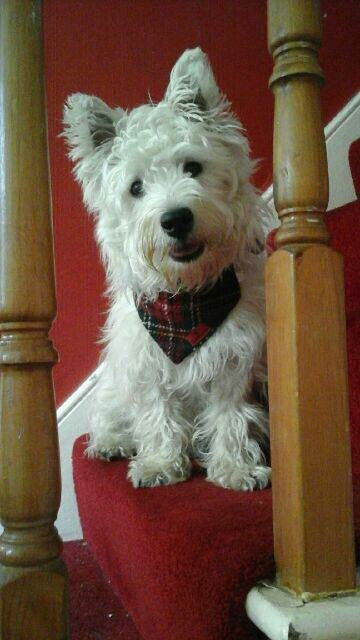 (Black Stewart) Bowzos Harris Tweed Bandana -Black Stewart Tartan - BOWZOS