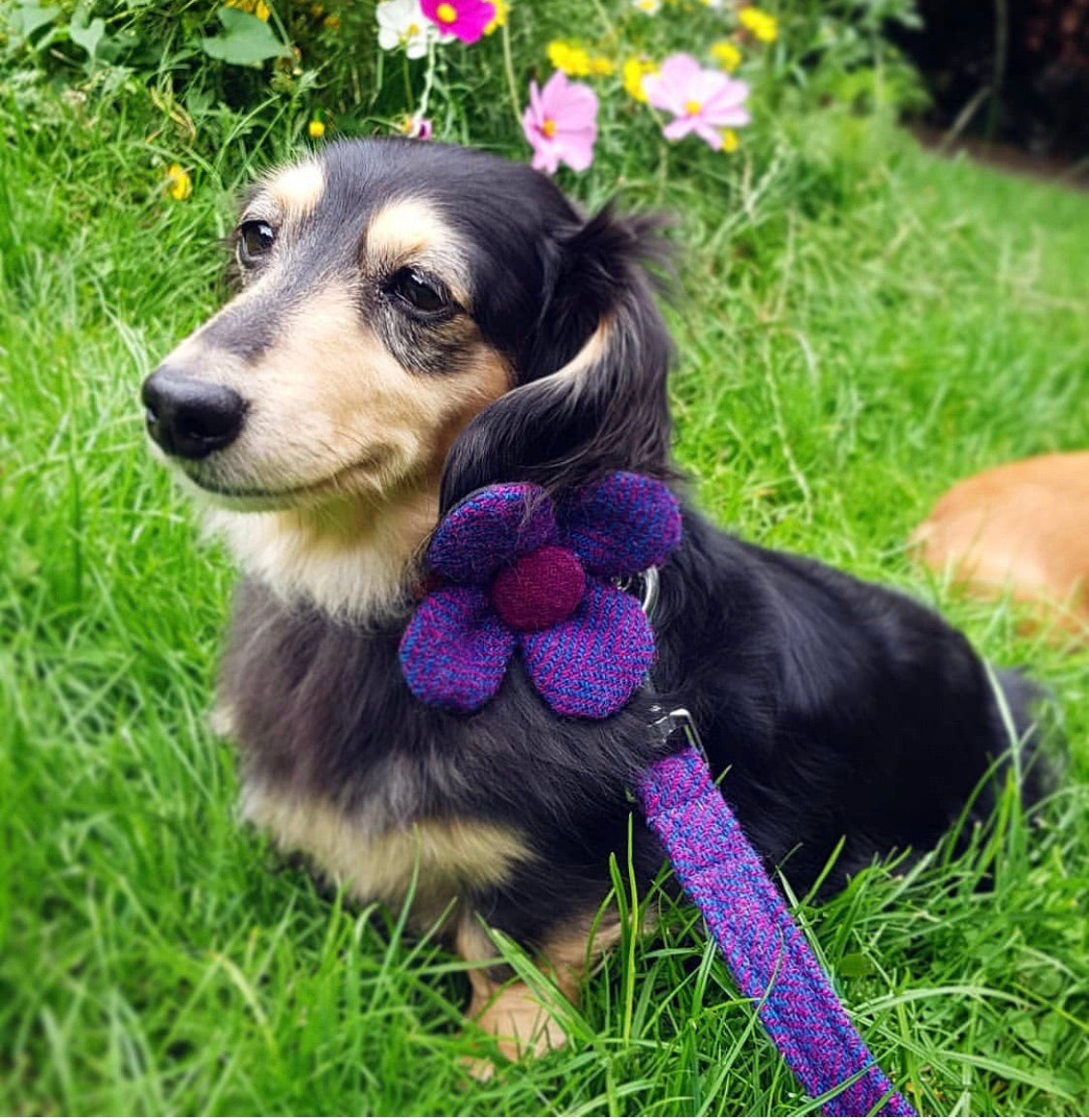 (Seilebost) Harris Tweed Flower Dog Collar & Lead Set - Purple Herringbone - BOWZOS