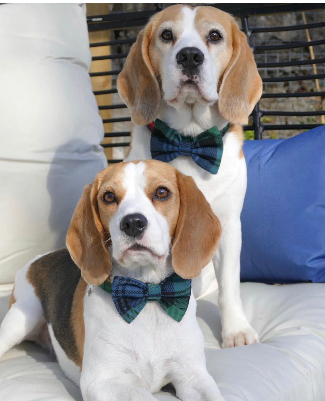 Bow Tie Dog Collar - Campbell Tartan - BOWZOS