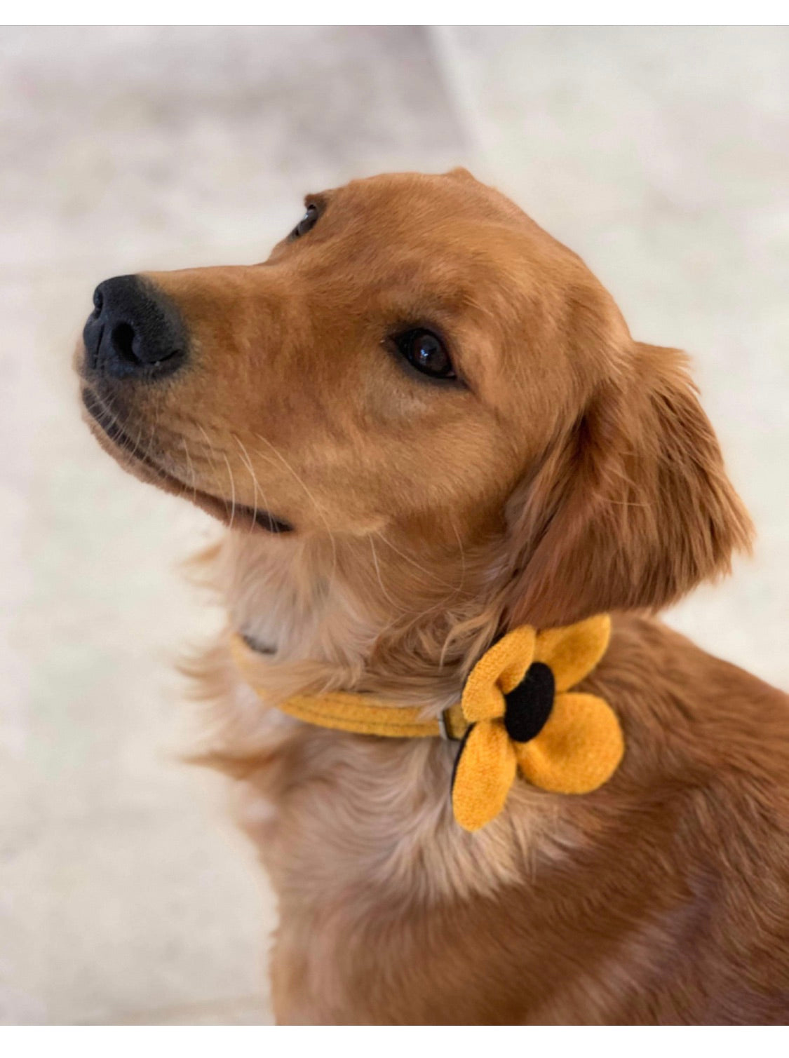 (Cairn) Harris Tweed Flower Dog Collar - Citrus Yellow - BOWZOS