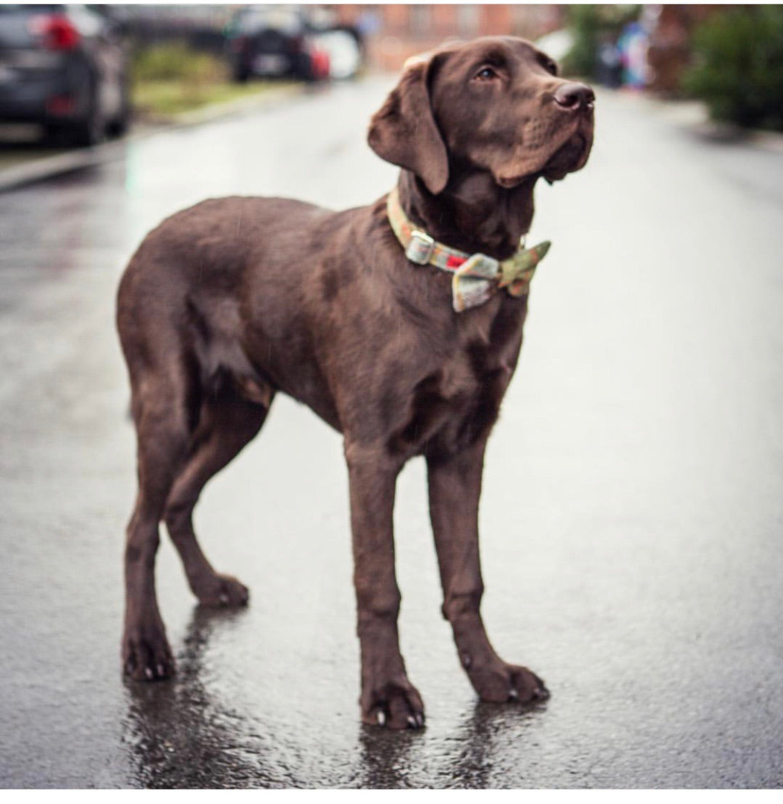 (MacLeod) Harris Tweed Bow Tie Dog Collar - MacLeod Tartan - BOWZOS