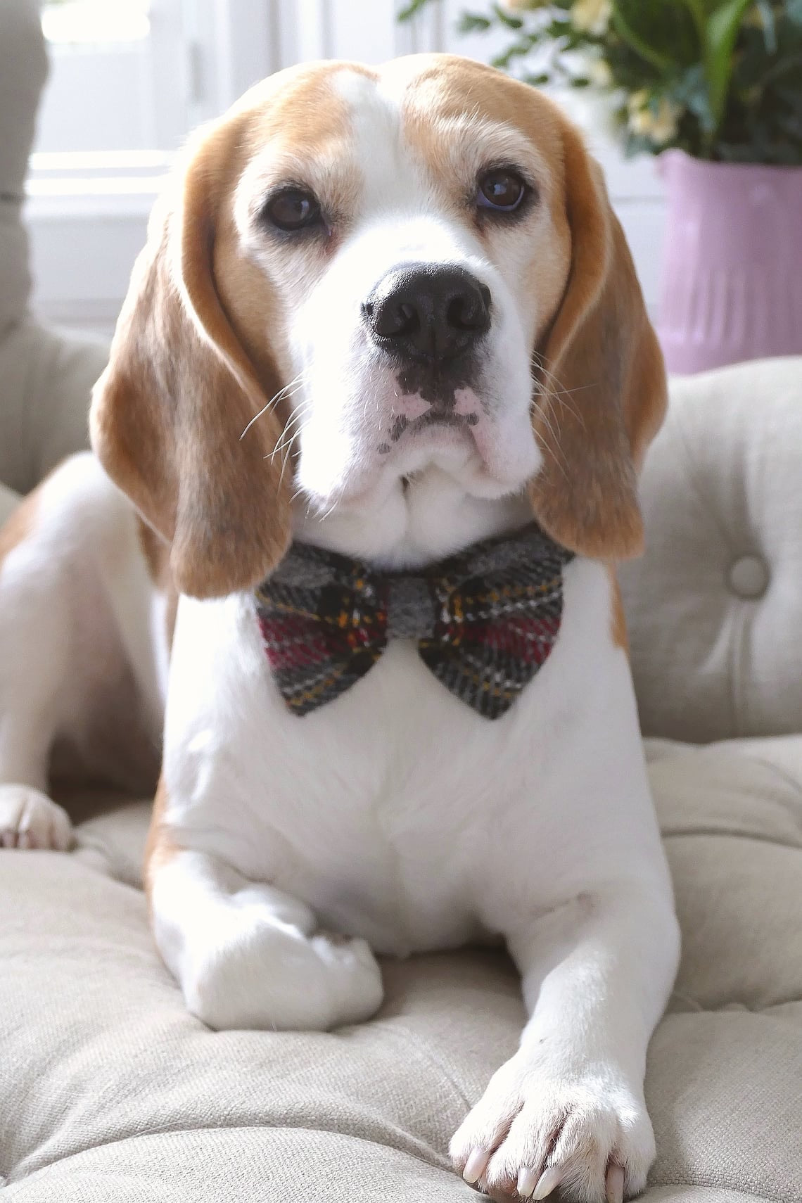 Harris Tweed Bow Tie Dog Collar - Grey Stewart Tartan - BOWZOS