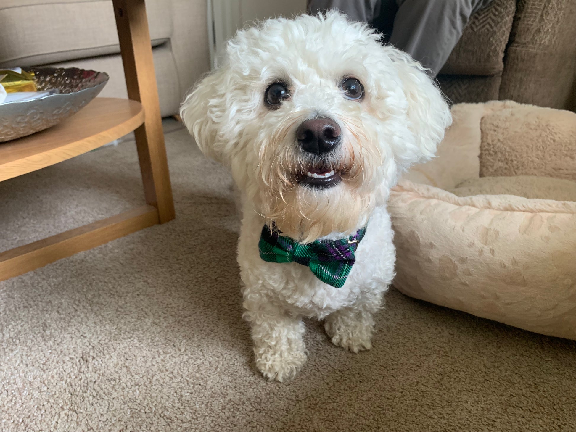 The Hibernian FC Bowzos Dog Bowtie Collar - BOWZOS