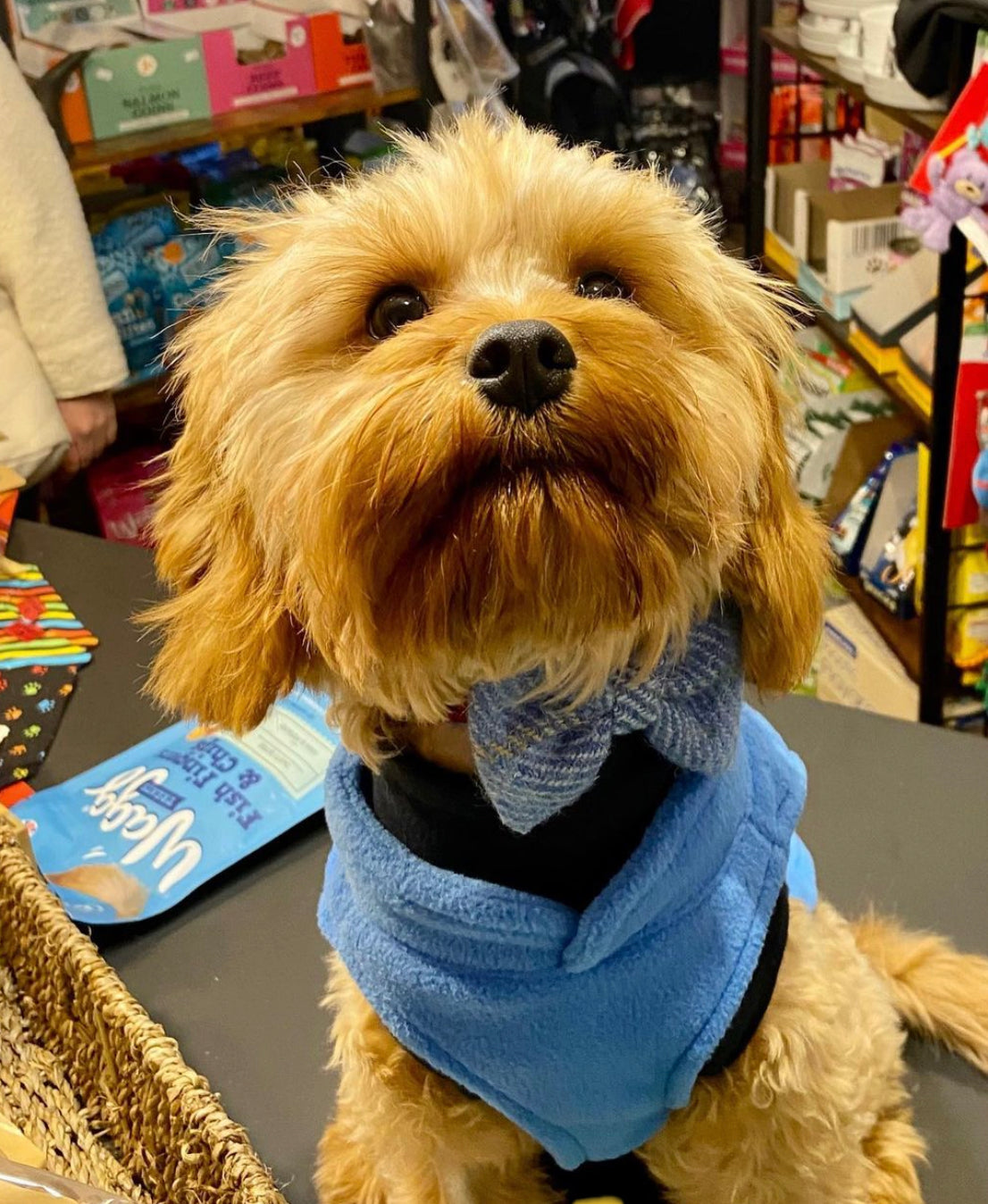 (Edinburgh) Harris Tweed® Bow Tie Dog Collar - Baby Blue Check