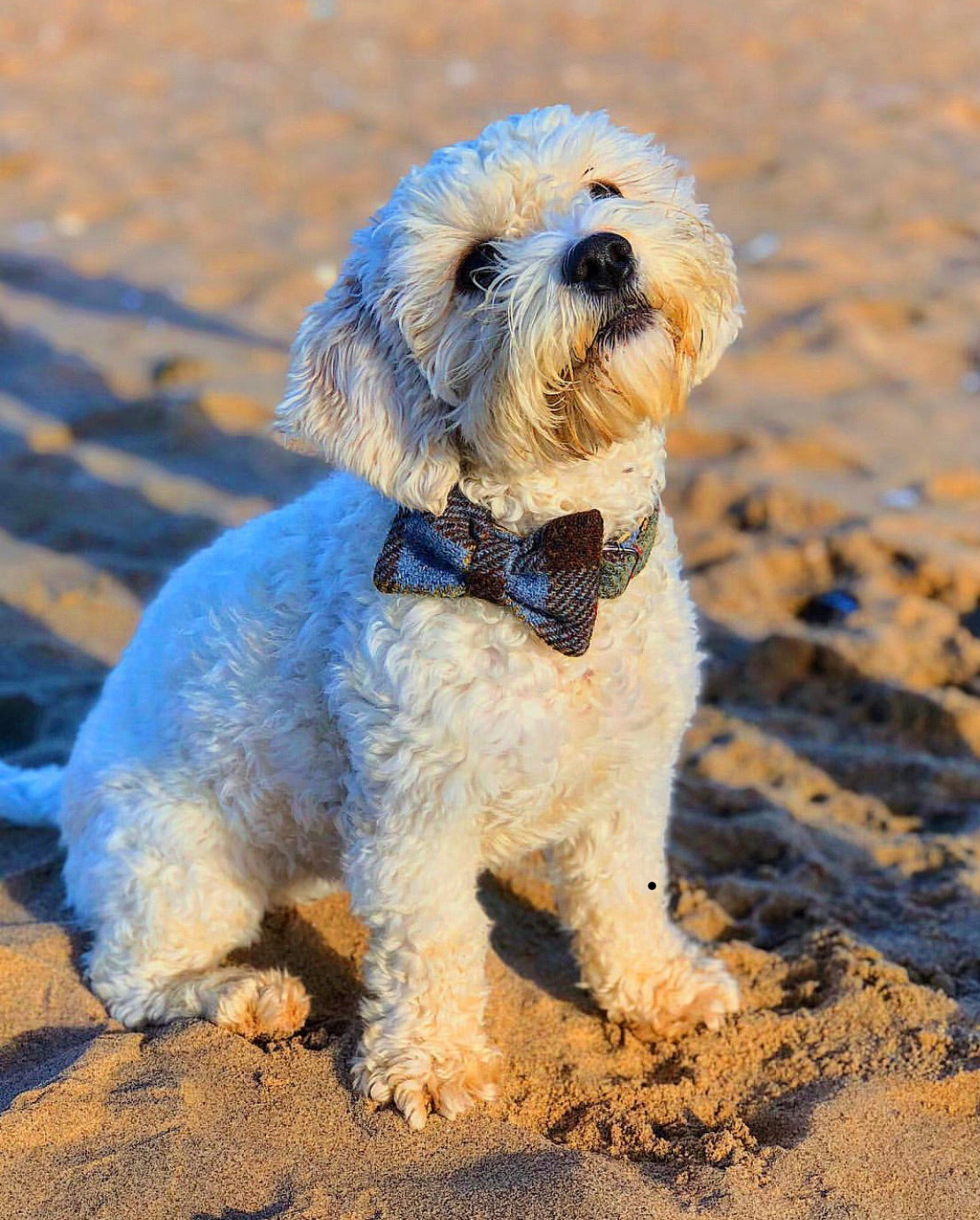 (MacLeod) Harris Tweed Bow Tie Dog Collar - MacLeod Tartan - BOWZOS