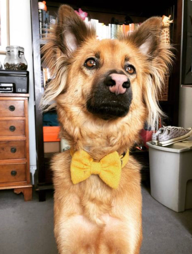 (Cairn) Harris Tweed® Bow Tie Dog Collar - Citrus Yellow