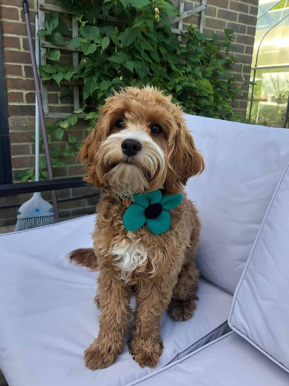 (Dalmahoy) Harris Tweed Flower Dog Collar - Jade - BOWZOS