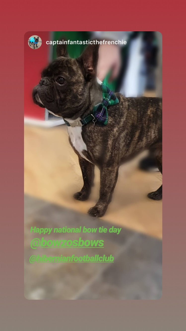 The Hibernian FC Bowzos Dog Bowtie Collar - BOWZOS