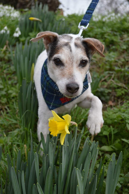 (St Andrews) Bowzos Harris Tweed Bandana -Blue & White Check - BOWZOS