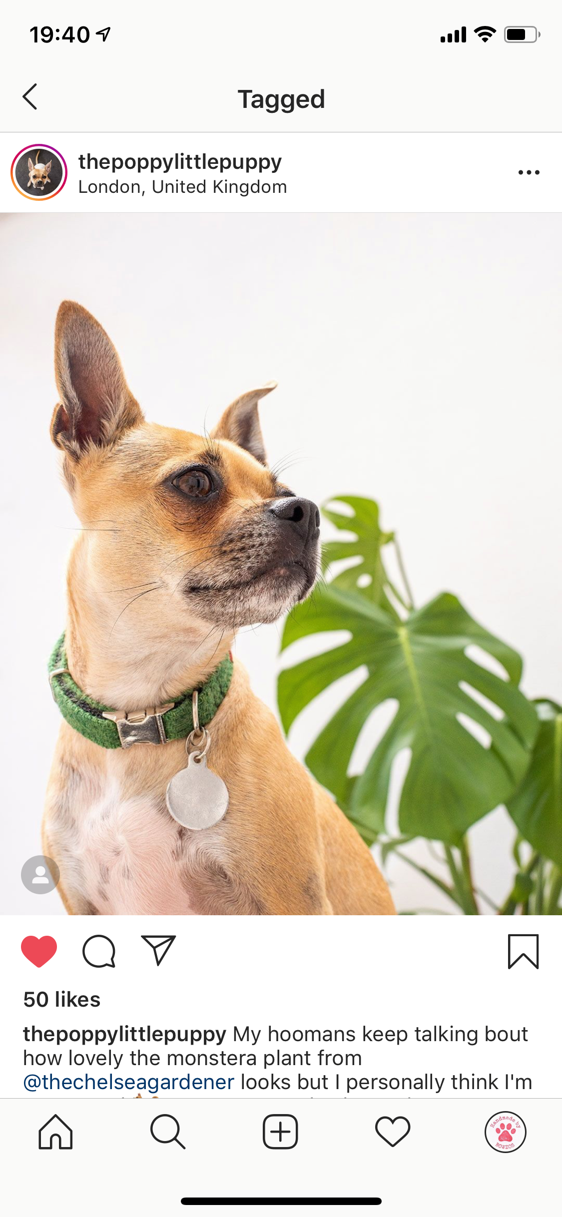(Evergreen) Harris Tweed Dog Collar  -  Green - BOWZOS