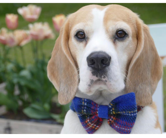 Harris Tweed® Bow Tie Dog Collar - Blue Stewart Tartan