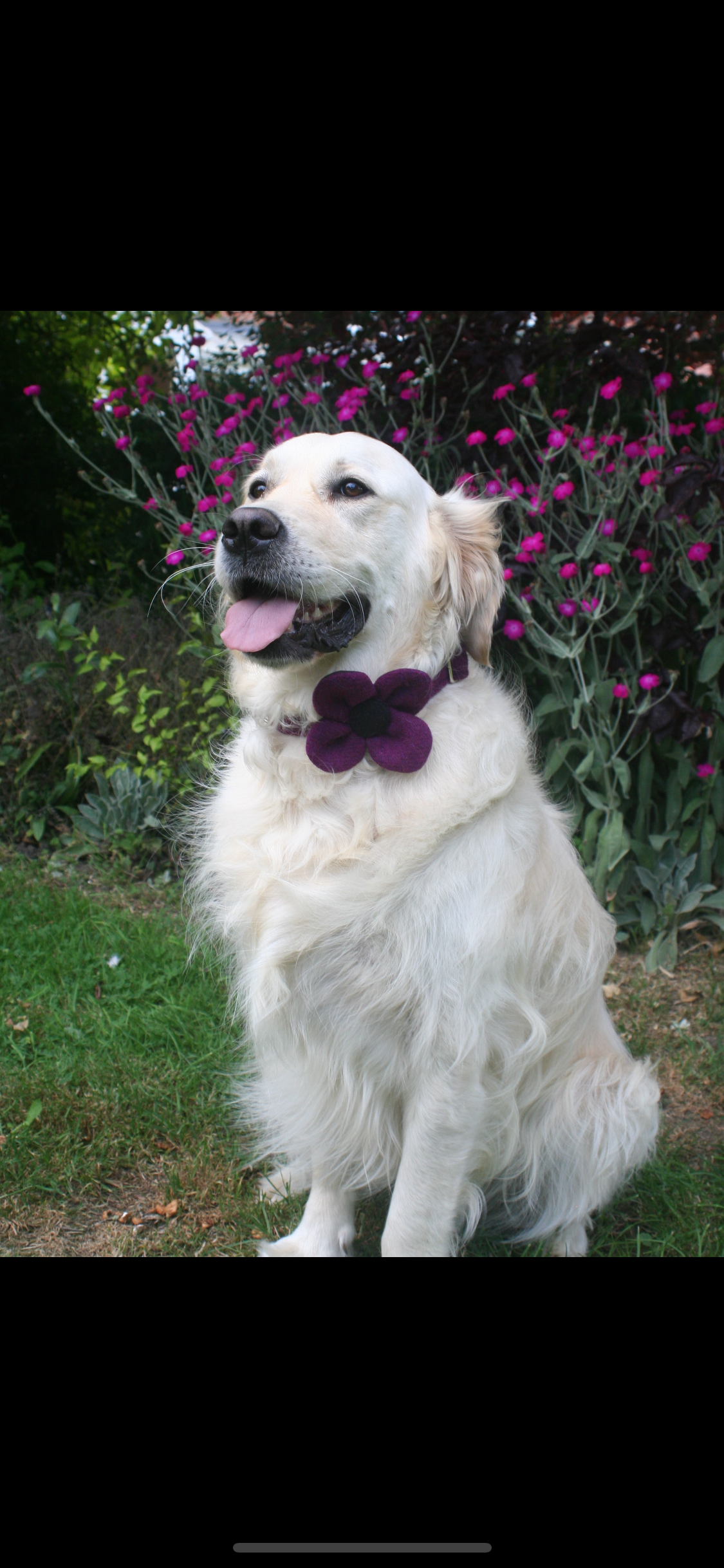 (Caledonian) Harris Tweed Flower Dog Collar - Dark Purple - BOWZOS