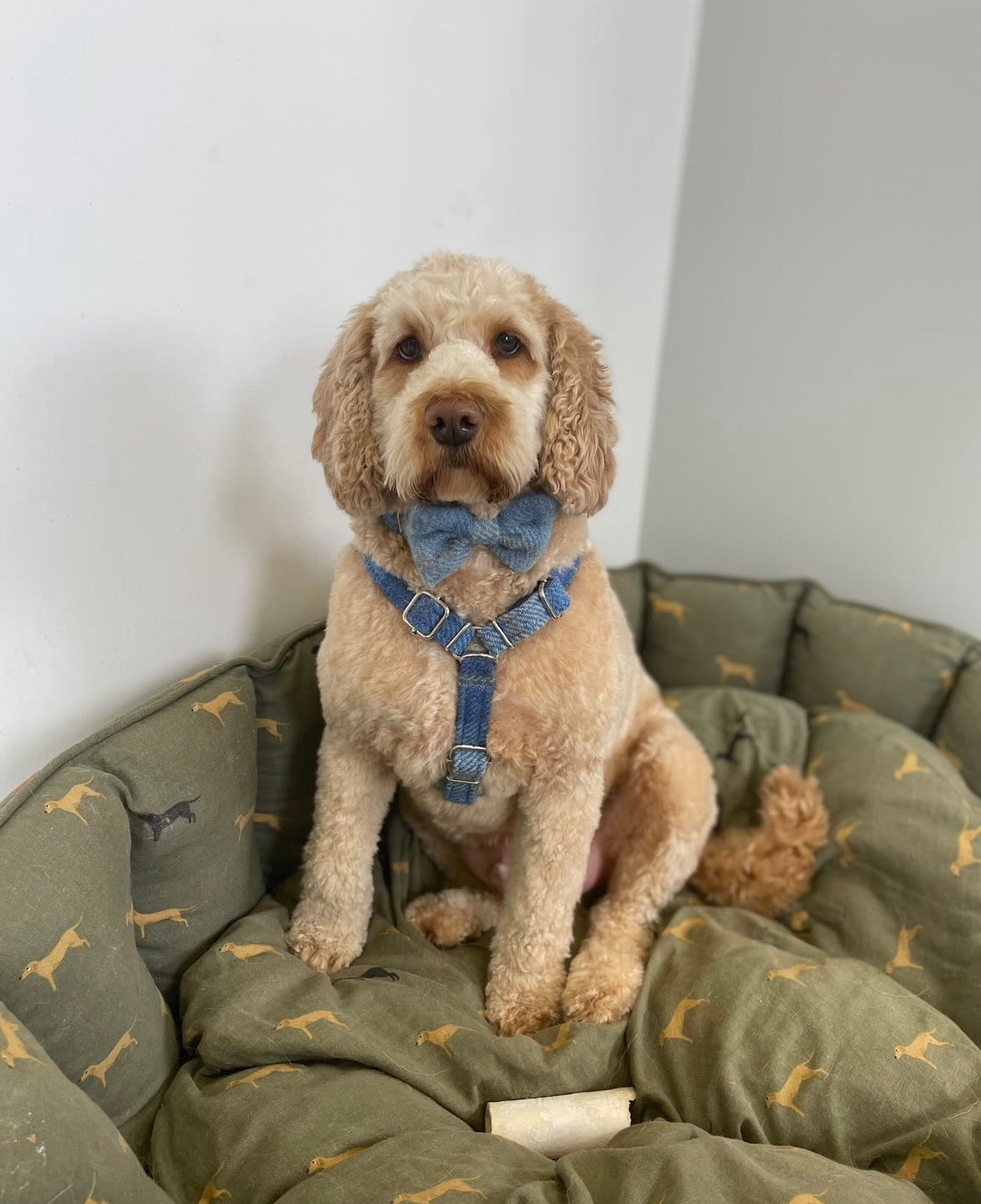 (Edinburgh) Harris Tweed® Harness - Baby Blue Check