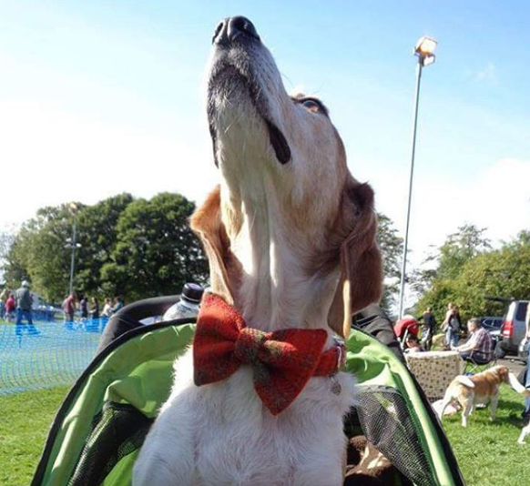 (Arran) Harris Tweed Bow Tie Dog Collar & Lead Set - Orange Check - BOWZOS